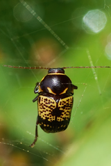 Cryptocephalus irroratus