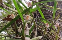 Scaphyglottis fasciculata