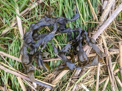 Fucus vesiculosus