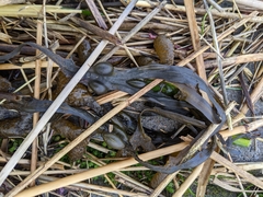 Fucus vesiculosus
