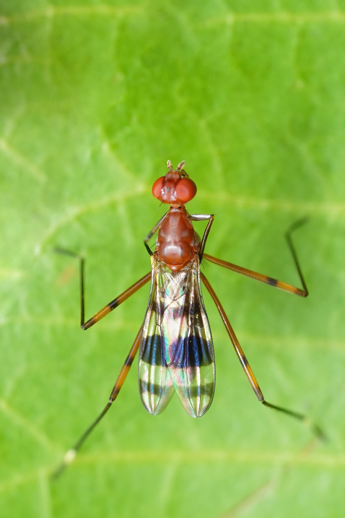 Hoplocheiloma totliana