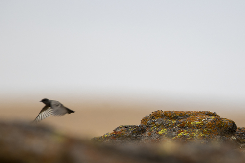 iNaturalist observation photo of Say's Phoebe