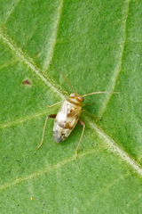 Dagbertus fasciatus