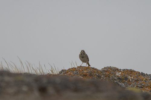 iNaturalist observation photo of Savannah Sparrow
