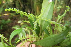 Stelis parvula