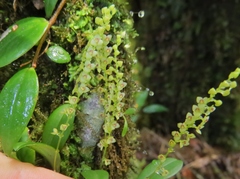 Stelis parvula