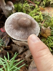 Cortinarius evernius