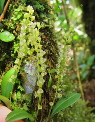 Stelis parvula