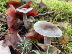 Cortinarius evernius