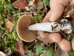 Cortinarius evernius