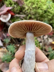 Cortinarius evernius