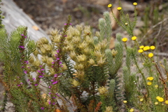 Phylica pubescens