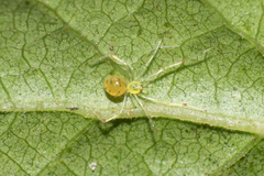 Theridion grallator