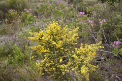 Aspalathus astroites