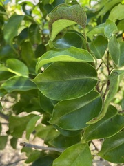 Hippomane mancinella