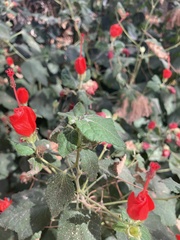 Malvaviscus arboreus