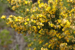 Aspalathus astroites