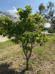 Hippomane mancinella
