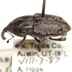 Sphenophorus cariosus