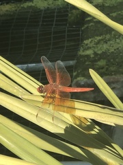 Libellula saturata