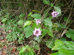 Lantana megapotamica