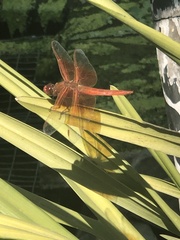 Libellula saturata