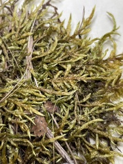 Plagiothecium cavifolium