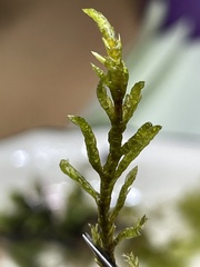 Plagiothecium cavifolium