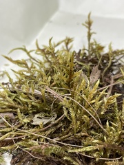 Plagiothecium cavifolium