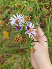 Symphyotrichum
