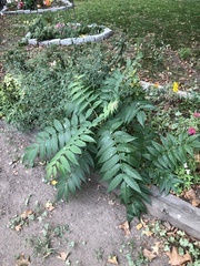 Ailanthus altissima