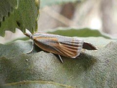 Arotrophora arcuatalis