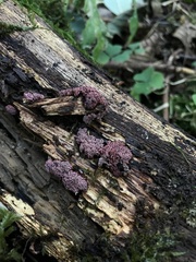 Arcyria stipata