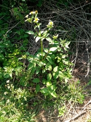 Bidens biternata