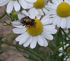 Diptera