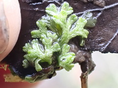 Ricciaceae