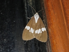 Nyctemera lacticinia