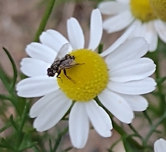 Diptera