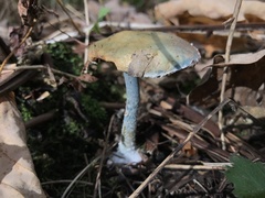 Lactarius indigo