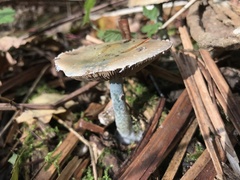 Lactarius indigo
