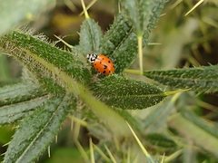 Hippodamia convergens