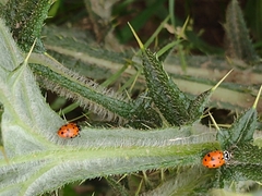 Hippodamia convergens