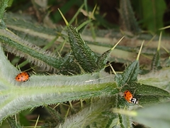 Hippodamia convergens
