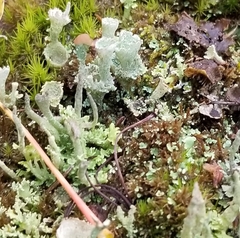 Cladonia asahinae