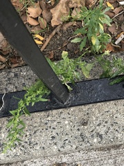 Dysphania ambrosioides