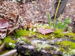Cladonia asahinae