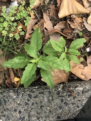 Dysphania ambrosioides