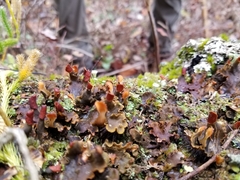 Cladonia asahinae