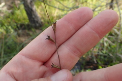 Ludwigia linearis