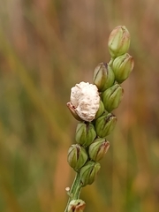Claviceps paspali